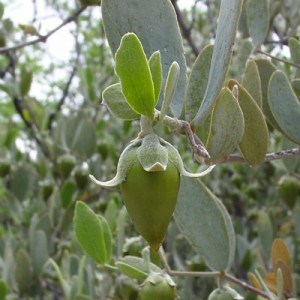 Huile de jojoba : pour les cheveux et le corps 