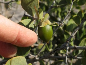 Graine, ammande de jojoba bio