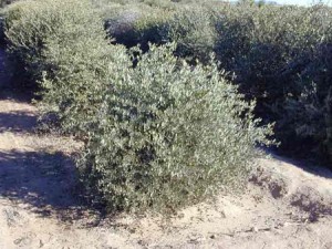 Le jojoba était utilisé comme fortifiant des cheveux, mais la vertu essentielle du jojoba était de préserver la douceur de la peau.